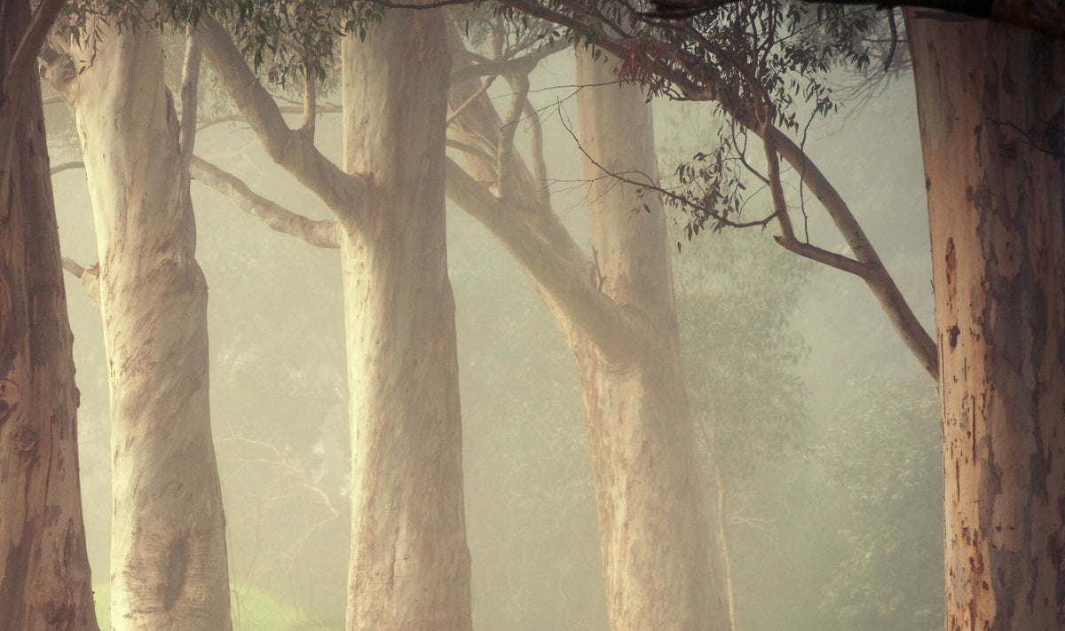 Gums at Pakapakanthi 7