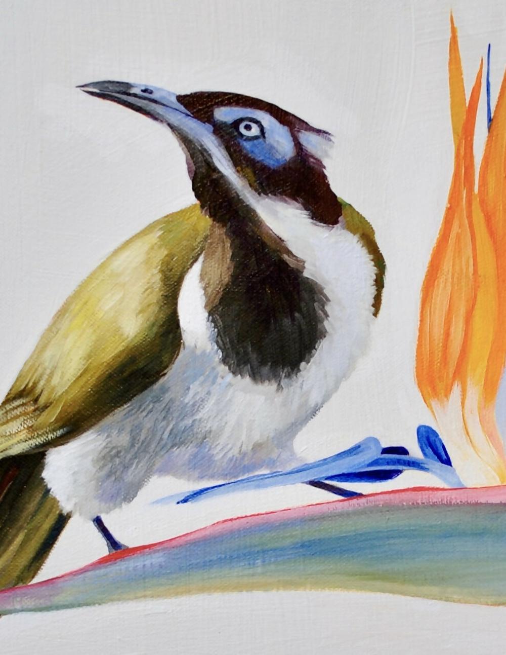 Blue Faced Honey Eater