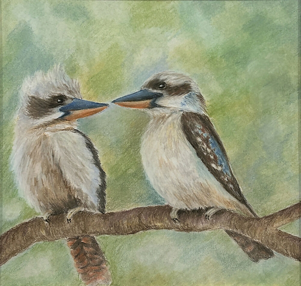 Kookaburras