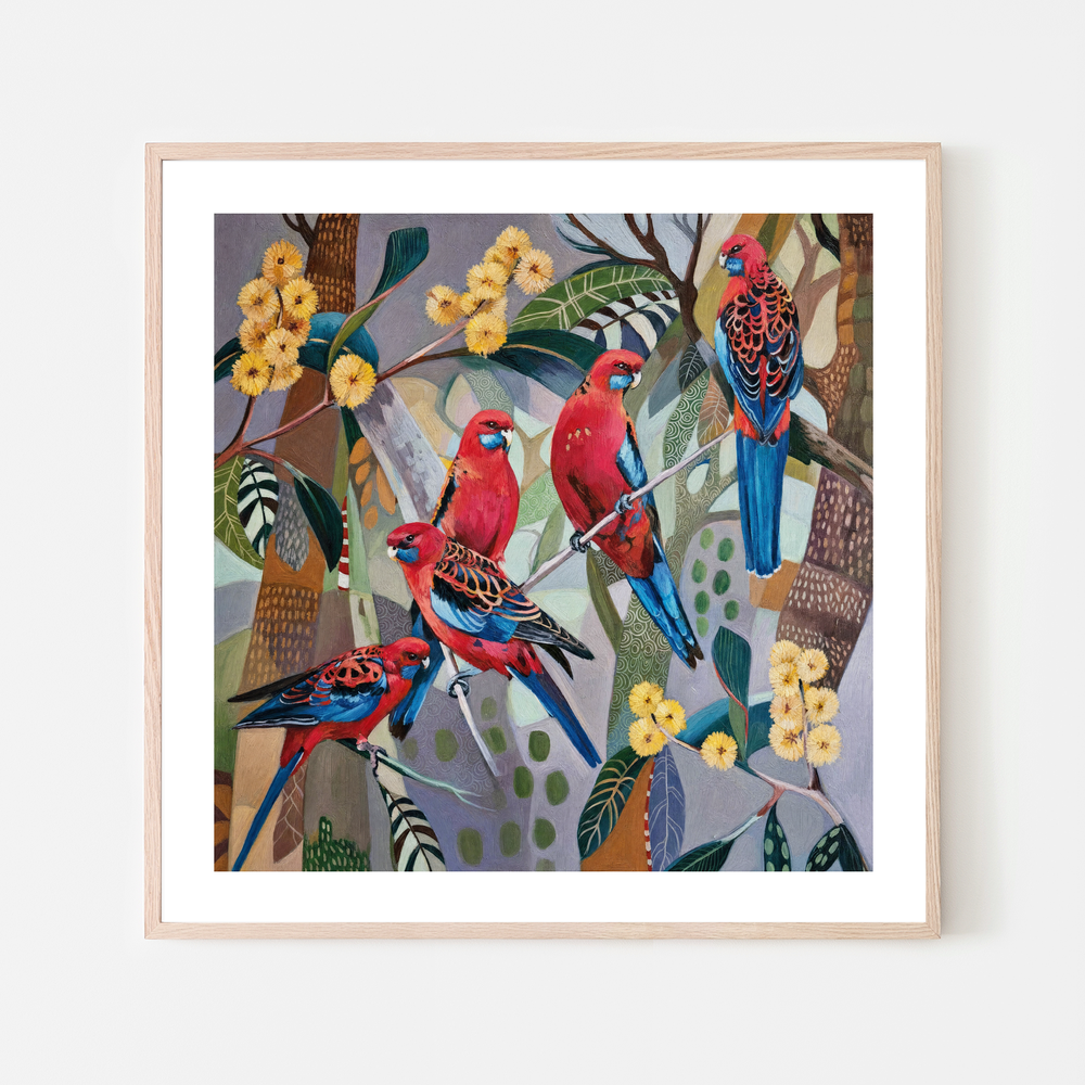 Crimson Rosellas with Wattle