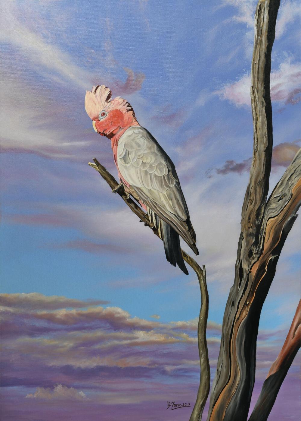 Up High in The Morning Light Galah-by-Dario Zanesco Original Art-original art-Gioia