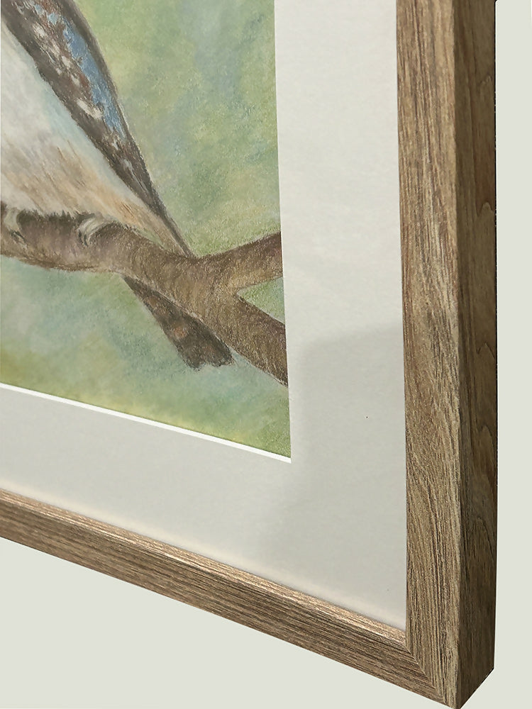 Kookaburras