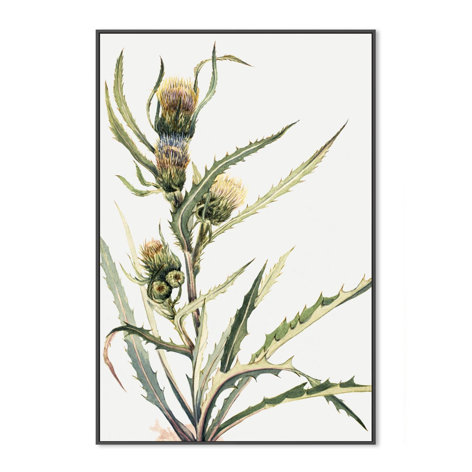 White Thistle
