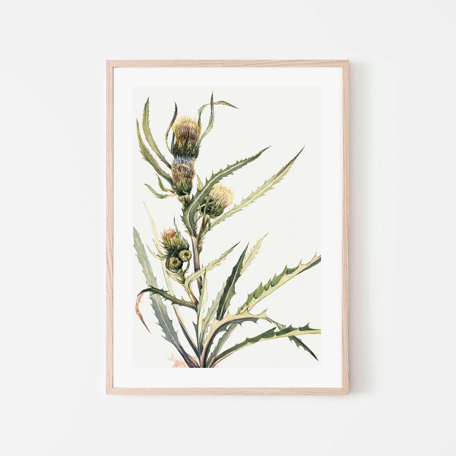 White Thistle