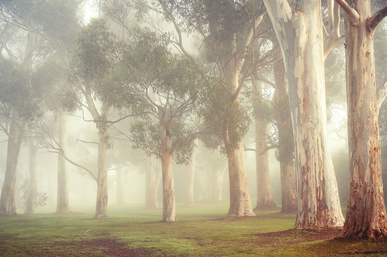 Gums at Pakapakanthi 3