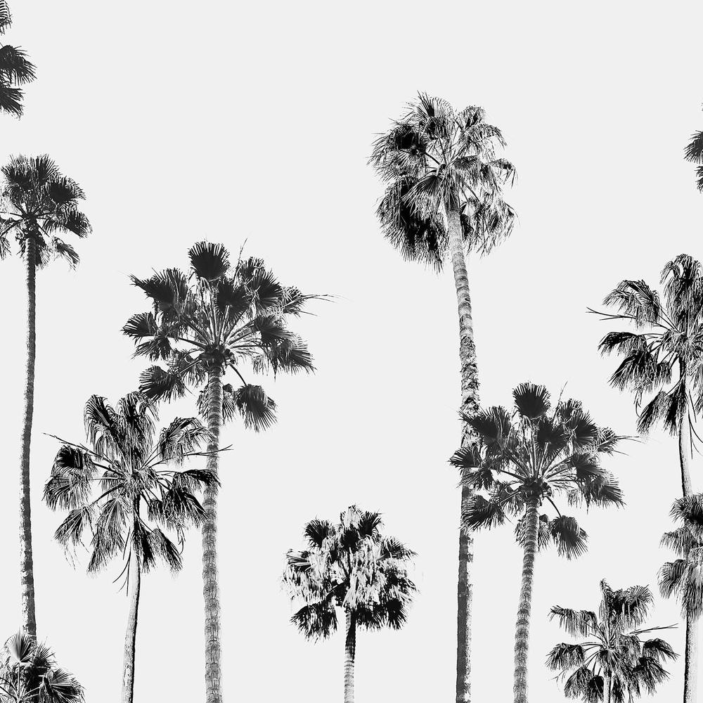 Black and White Palms, Style B-by-Gal Pittel-wall-art-print-canvas-poster-framed-Gioia