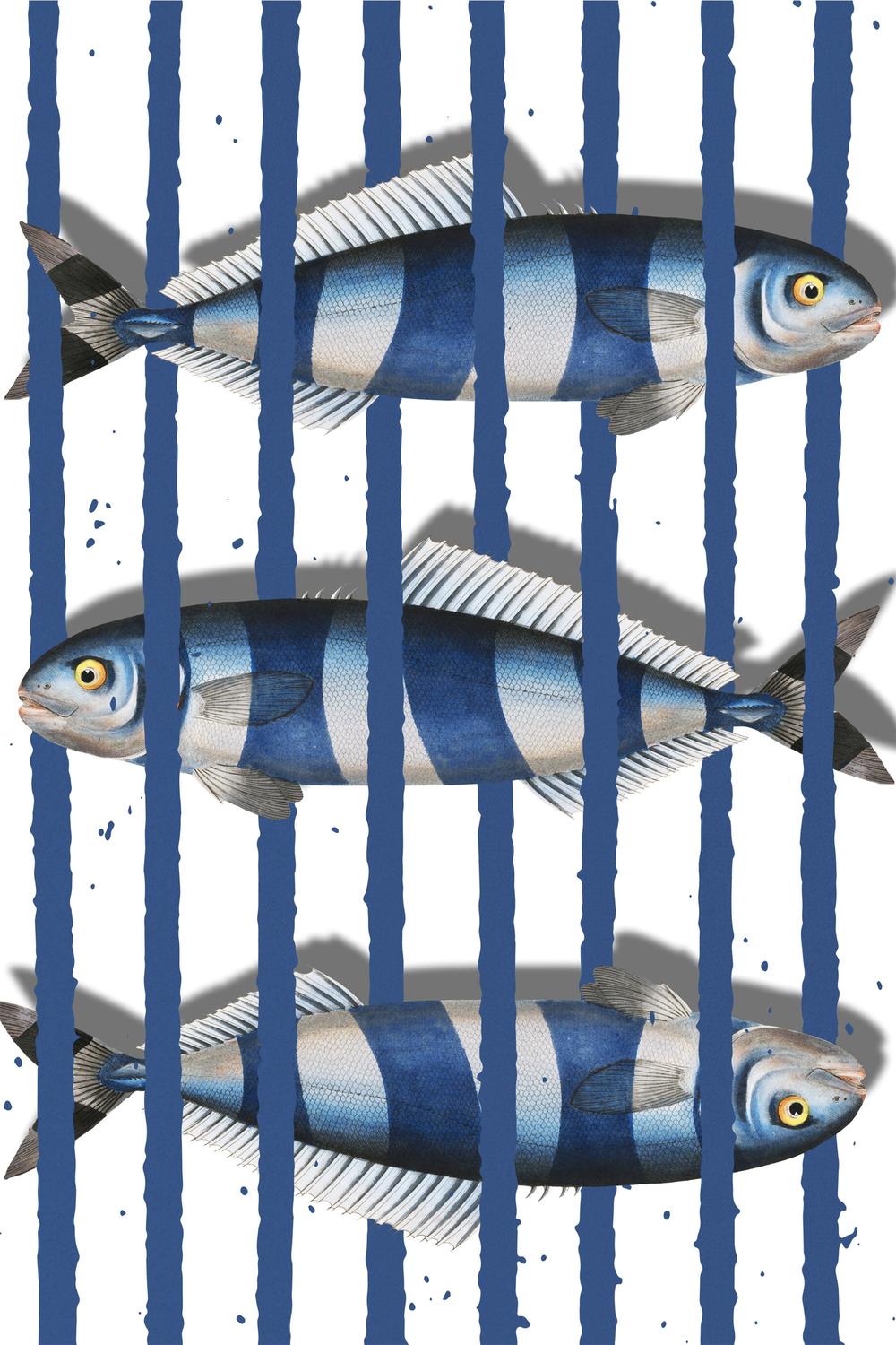 Blue Striped Fish-by-Marja van den-wall-art-print-canvas-poster-framed-Gioia