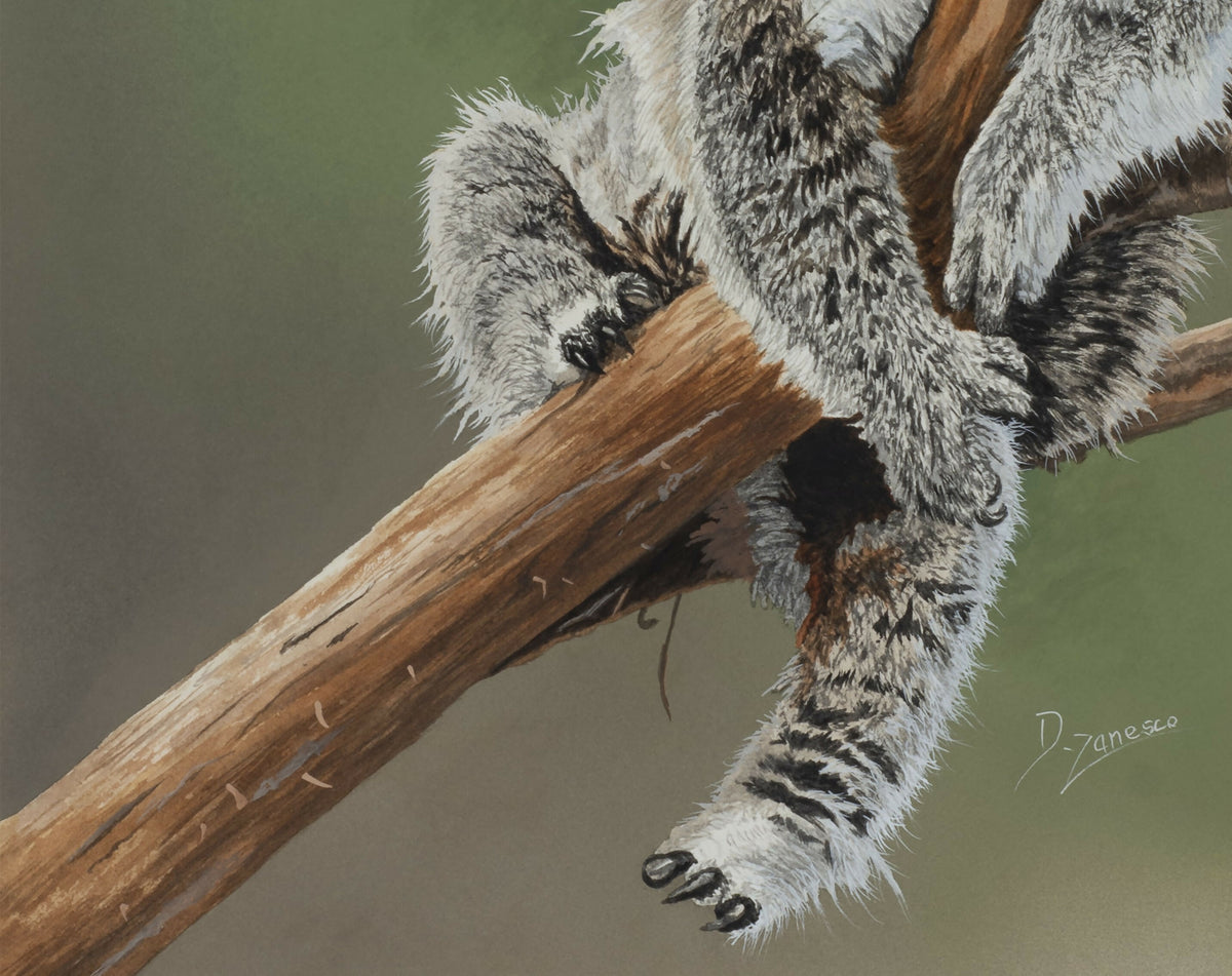 Sleepyhead - Koala