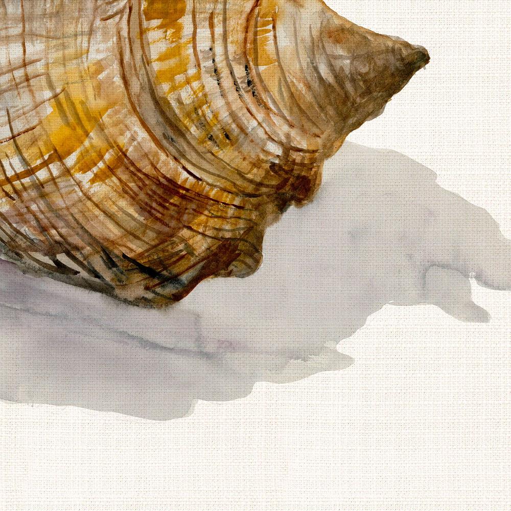 Conch Shell-by-Jacob Q-wall-art-print-canvas-poster-framed-Gioia