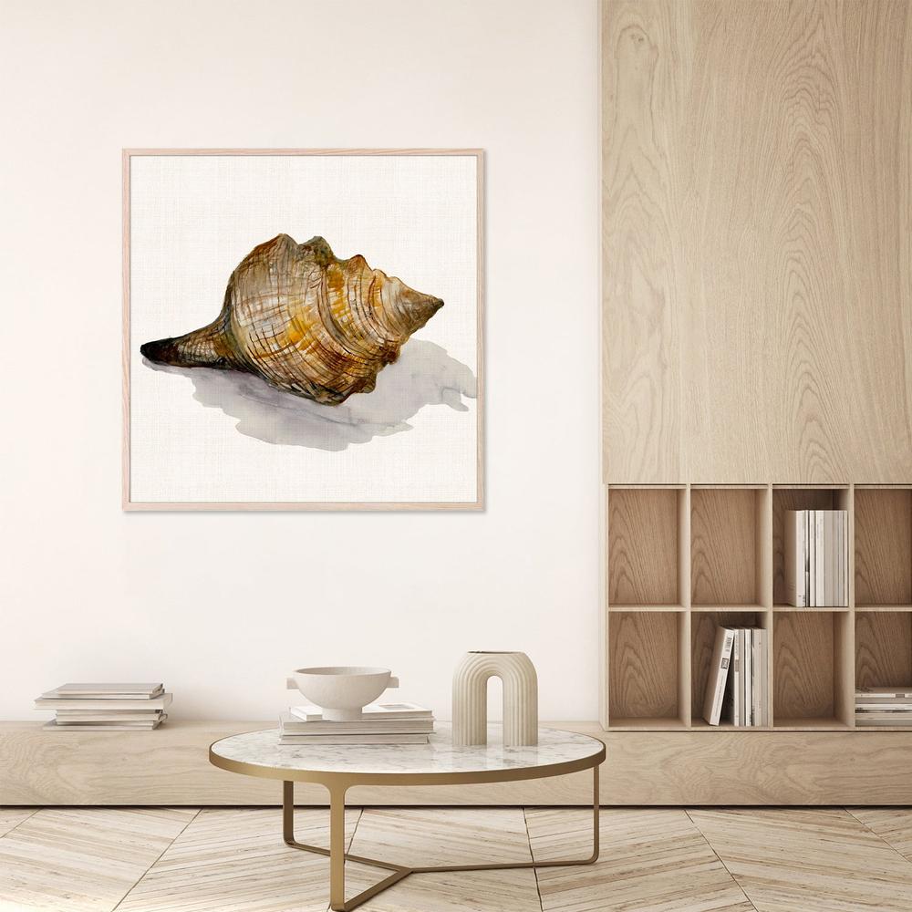 Conch Shell-by-Jacob Q-wall-art-print-canvas-poster-framed-Gioia