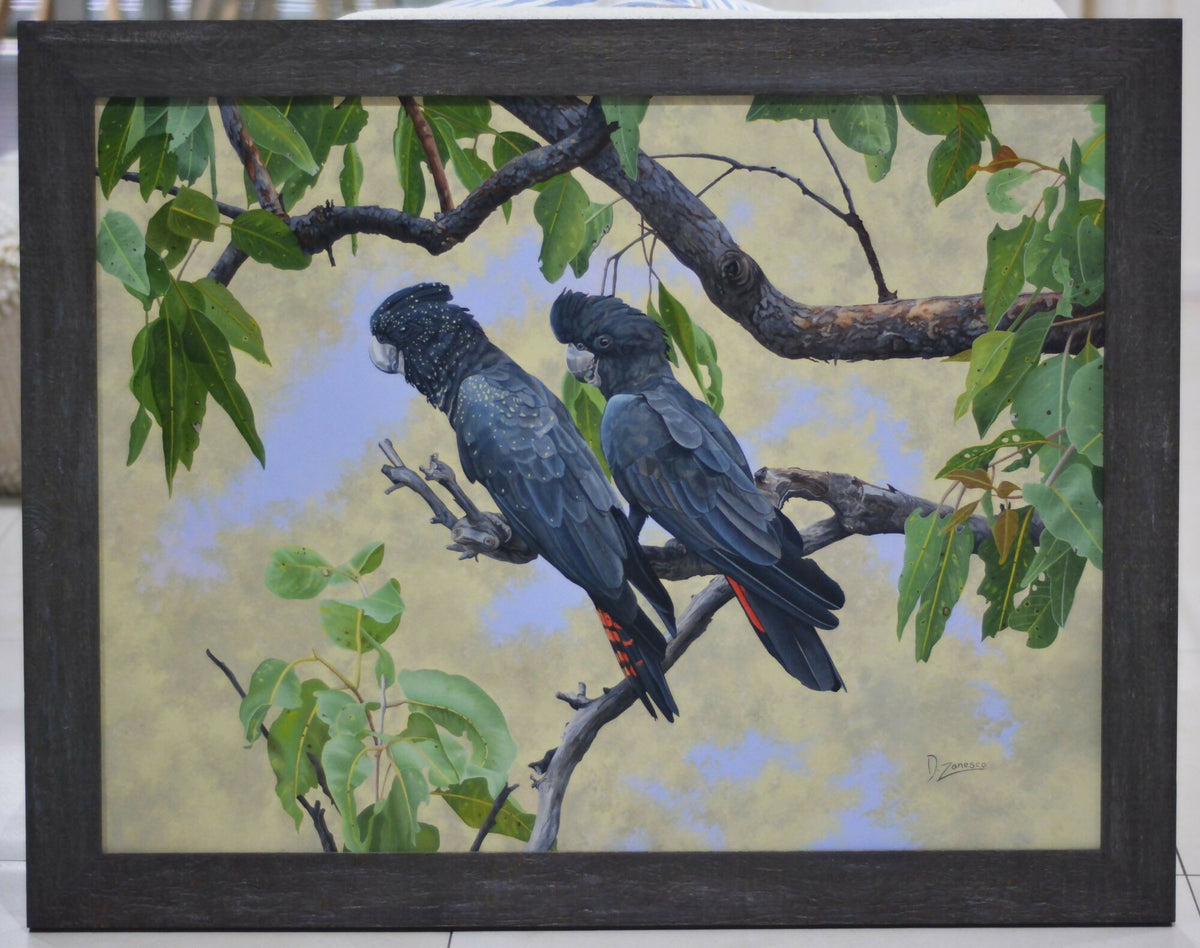 Out of the Heat - Red-Tailed Black Cockatoos
