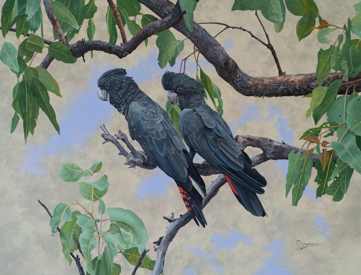 Out of the Heat - Red-Tailed Black Cockatoos
