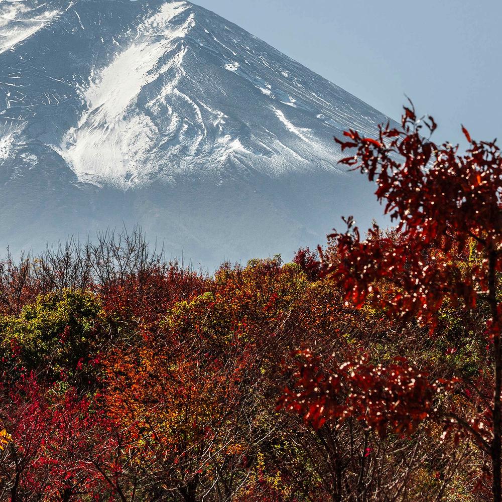 Fuji Autumn Trees-by-Andrew Paranavitana-wall-art-print-canvas-poster-framed-Gioia