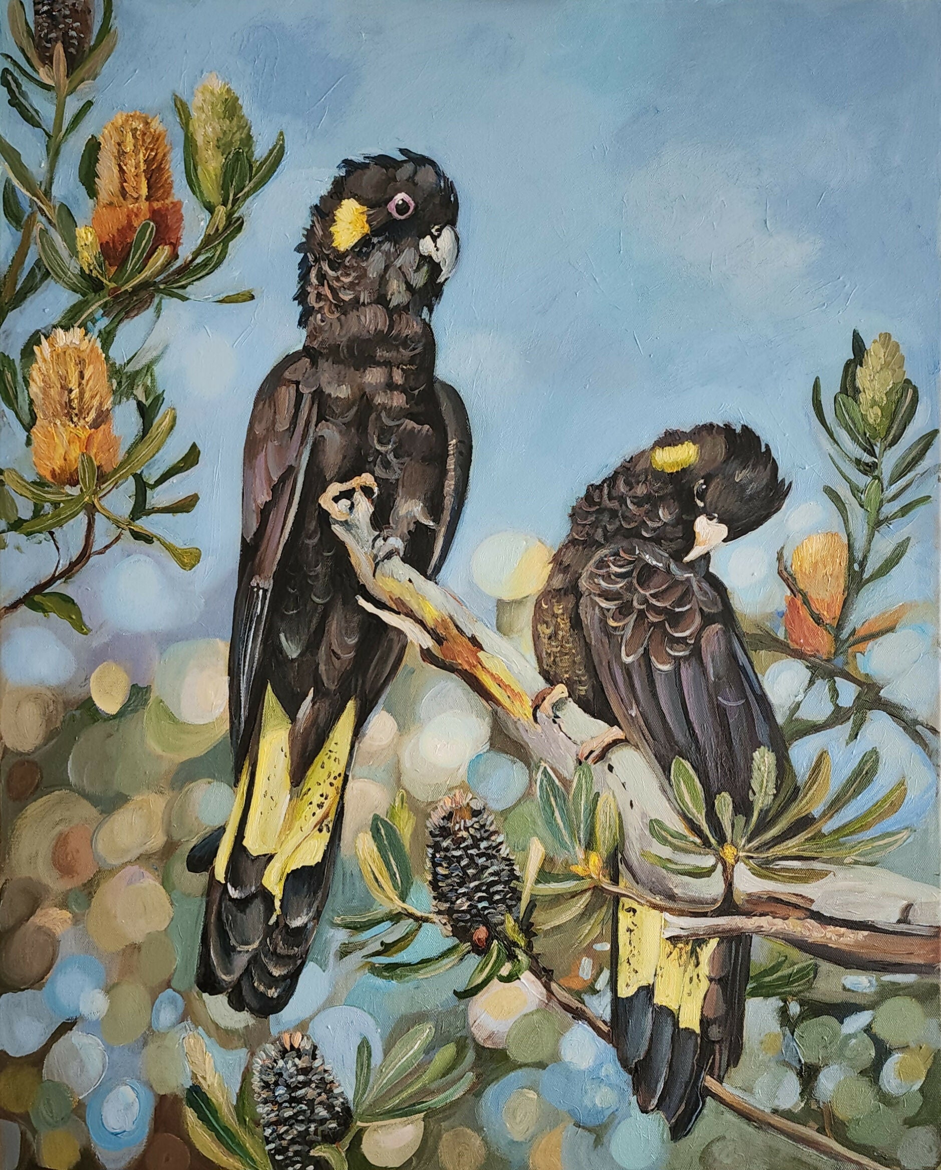 Black Cockatoos with Banksia