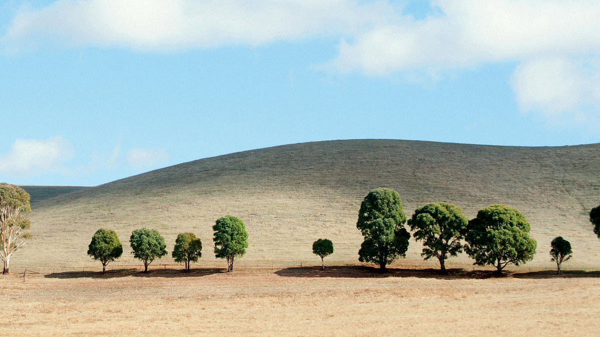Neat Trees