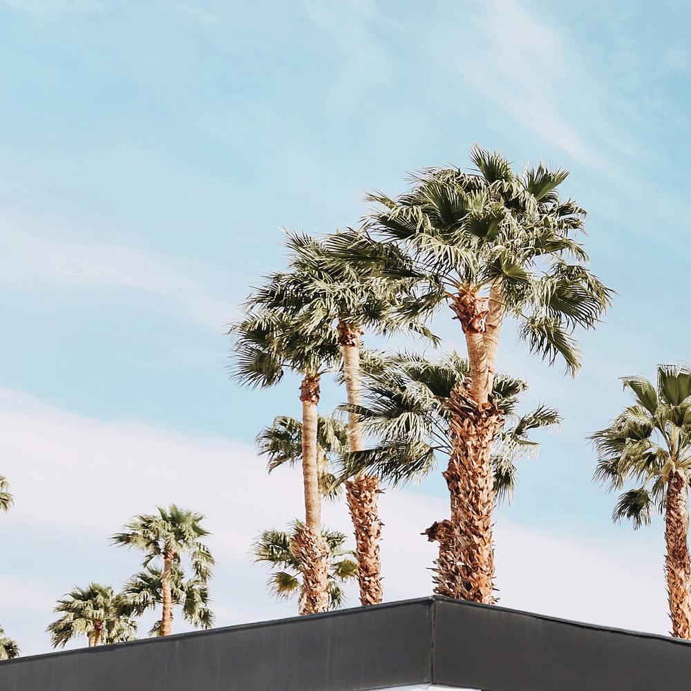 Life At Palm Springs-by-Gal Pittel-wall-art-print-canvas-poster-framed-Gioia