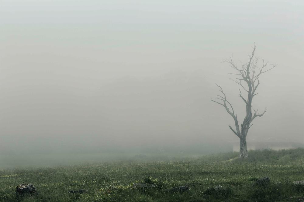 Lone Tree in a Foggy Landscape (Hollow)-by-Andrew Paranavitana-wall-art-print-canvas-poster-framed-Gioia