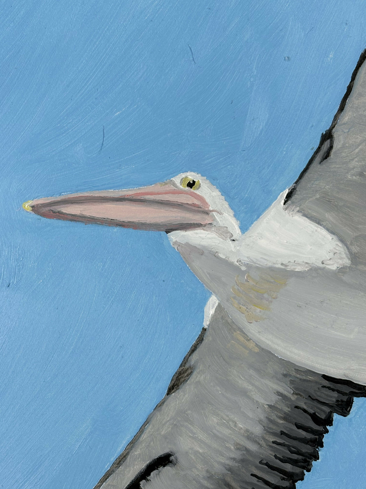 Pelican in Flight