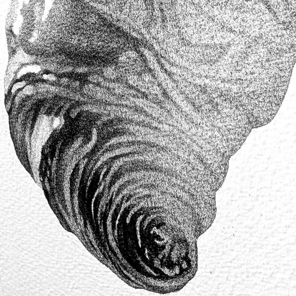 Food Inked: The Croissant
