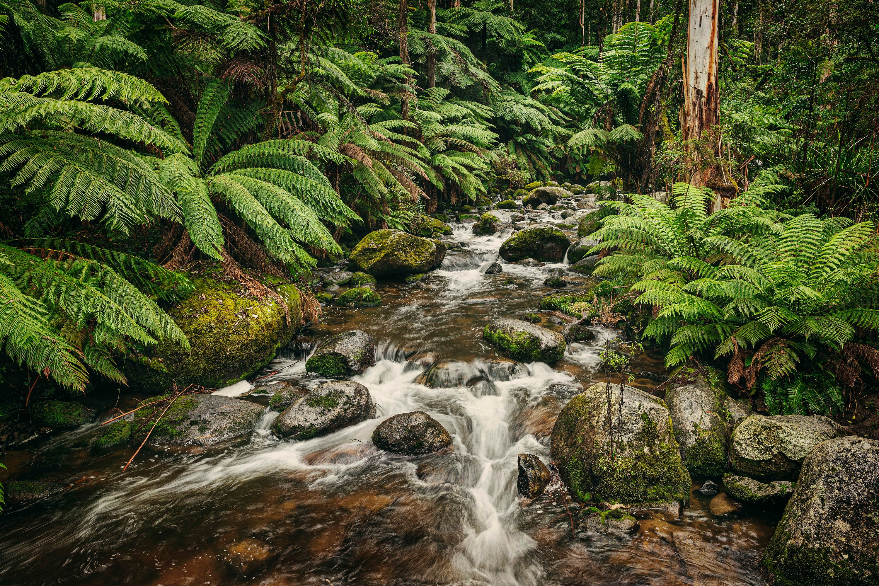 Noojee River-by-Andrew Paranavitana-wall-art-print-canvas-poster-framed-Gioia