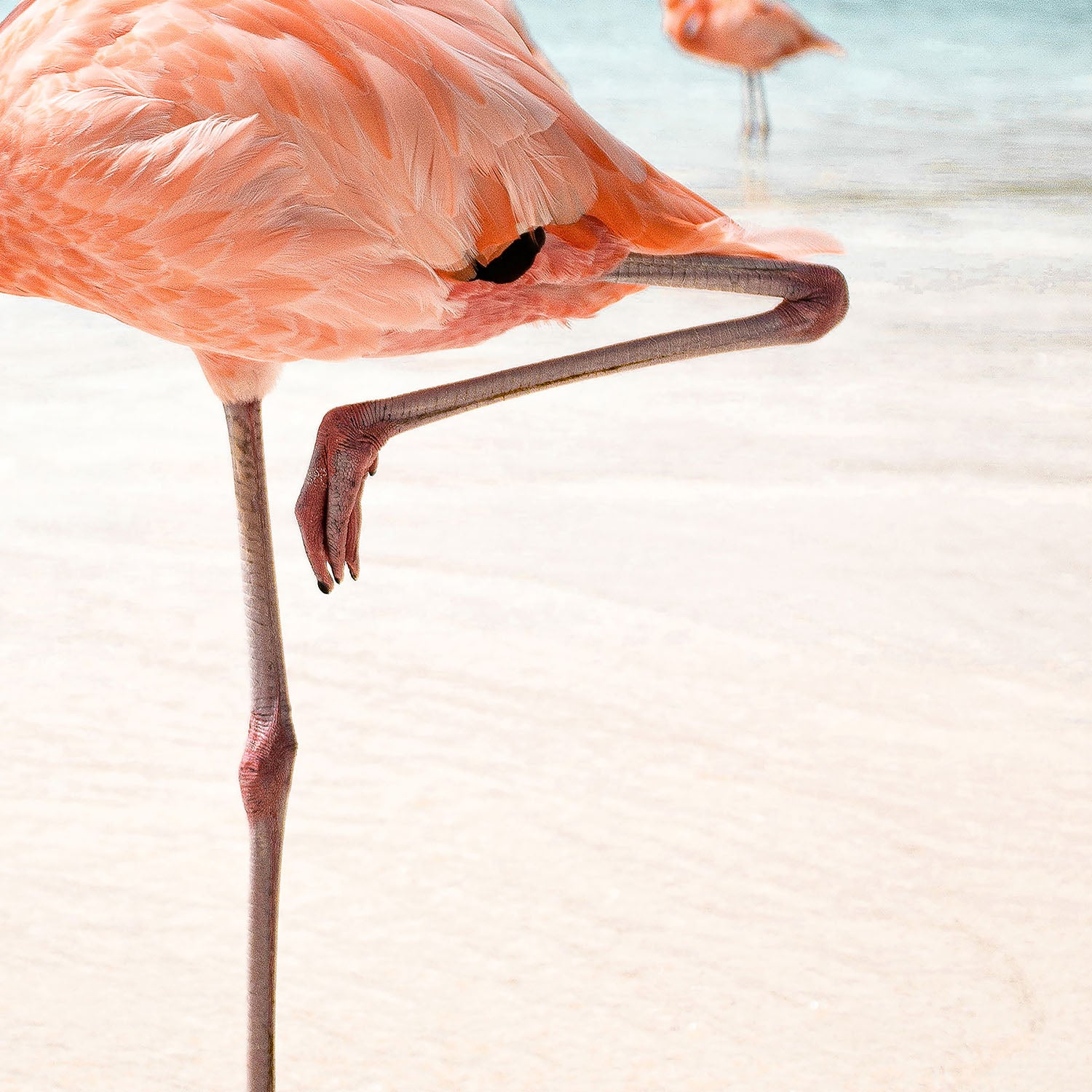 Pink Flamingo Beach-by-Henrike Schenk-wall-art-print-canvas-poster-framed-Gioia