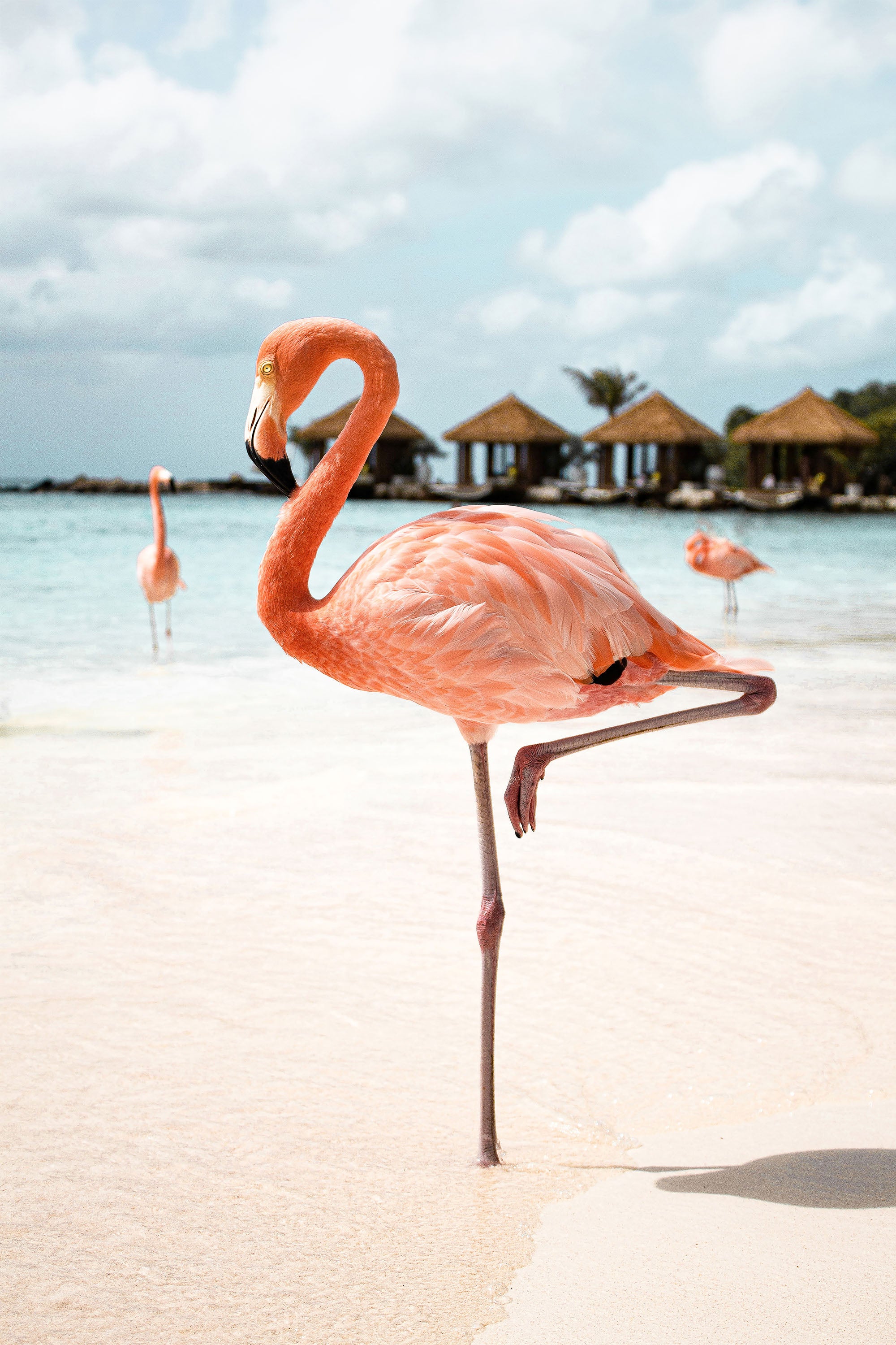 Pink Flamingo Beach-by-Henrike Schenk-wall-art-print-canvas-poster-framed-Gioia
