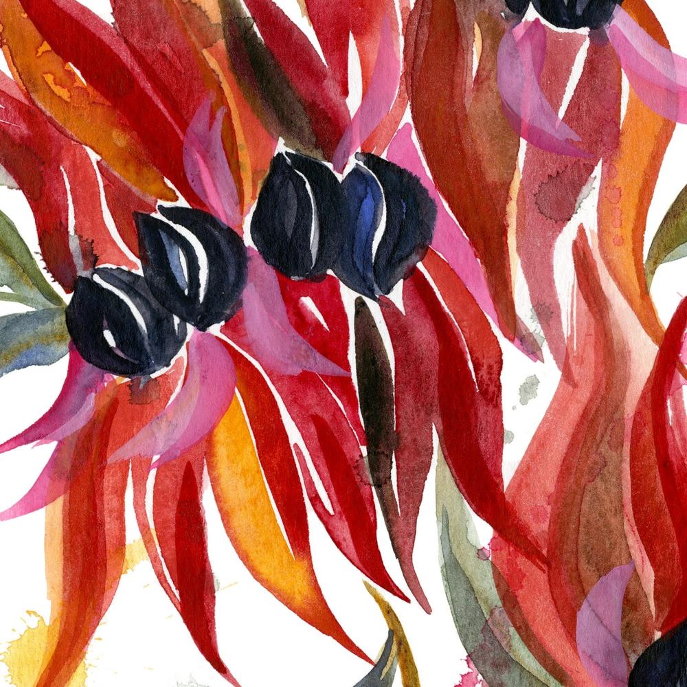 Sturt Desert Pea-by-Jessie Mitchelson-wall-art-print-canvas-poster-framed-Gioia