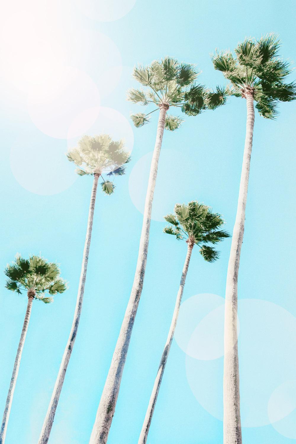 Summer Palms-by-Gal Pittel-wall-art-print-canvas-poster-framed-Gioia