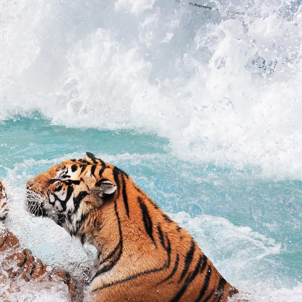 Tiger's Pool-by-Gal Pittel-wall-art-print-canvas-poster-framed-Gioia