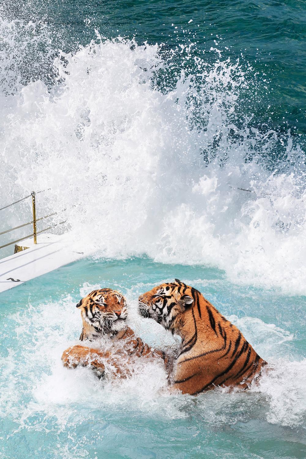 Tiger's Pool-by-Gal Pittel-wall-art-print-canvas-poster-framed-Gioia