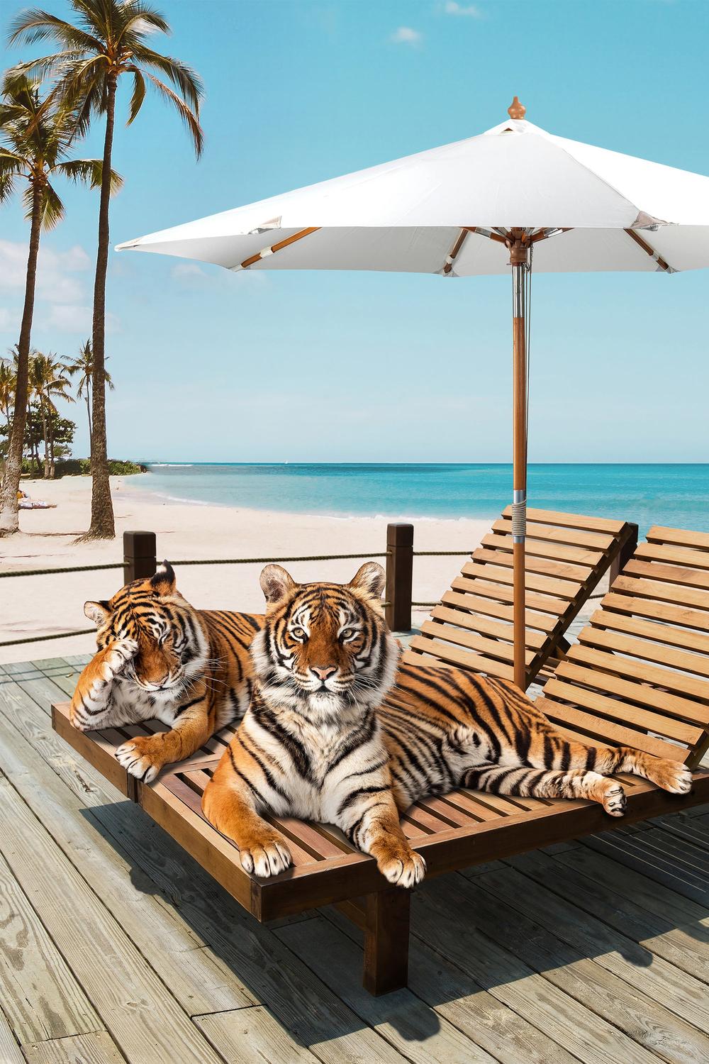 Tigers Tan Time-by-Gal Pittel-wall-art-print-canvas-poster-framed-Gioia