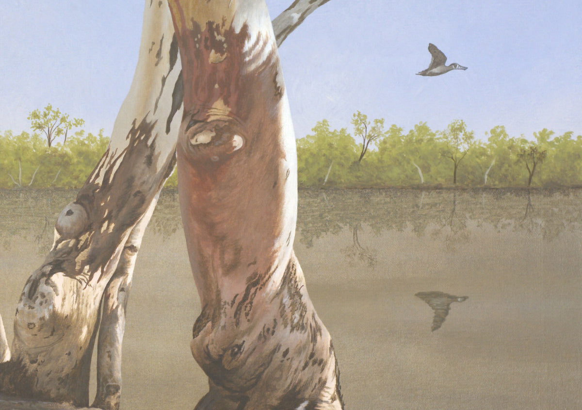 The Gums of Paroo River