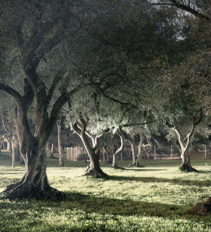 Olive Grove at Pakapakanthi