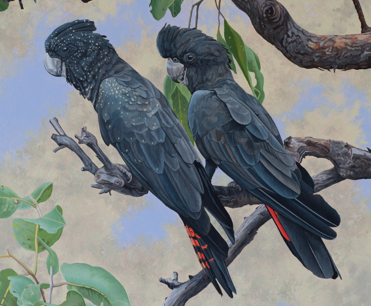 Out of the Heat - Red-Tailed Black Cockatoos