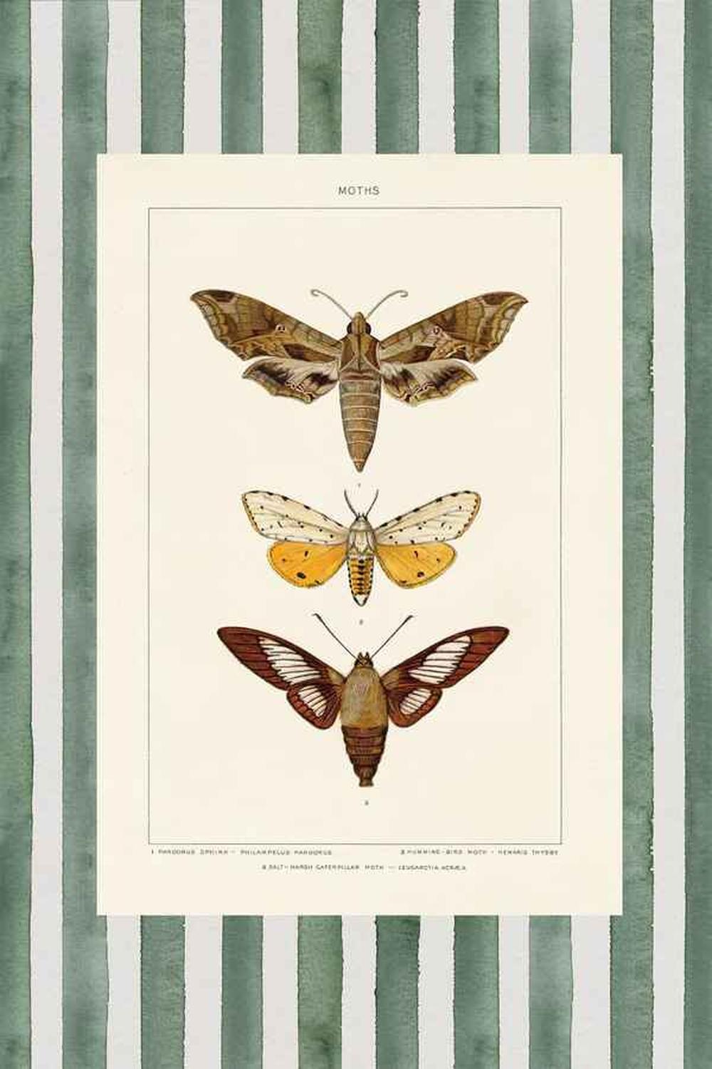 Vintage Moths Stripe, Style A & B, Set Of 2-by-Wild Apple Portfolio-wall-art-print-canvas-poster-framed-Gioia