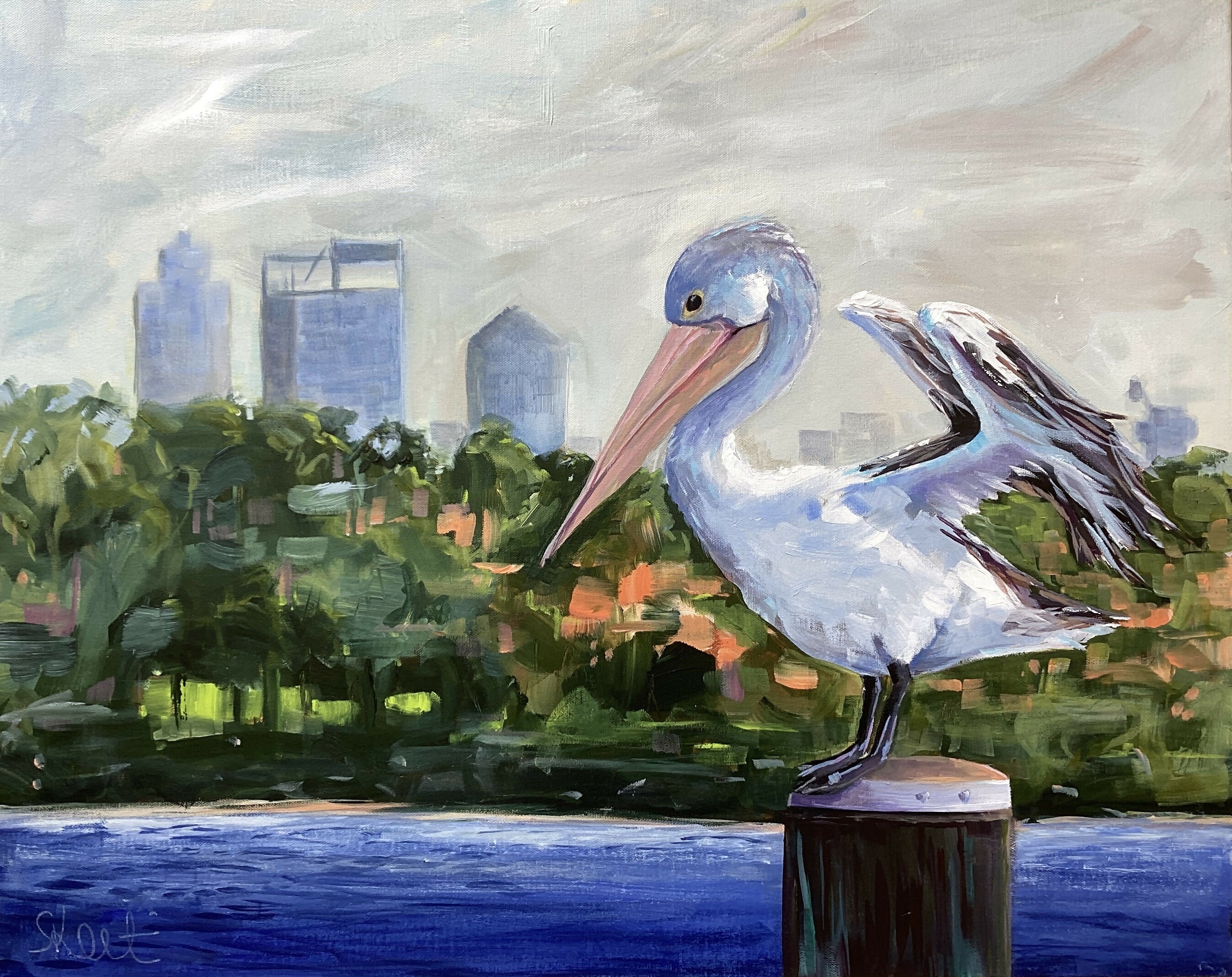 Perth Pelican