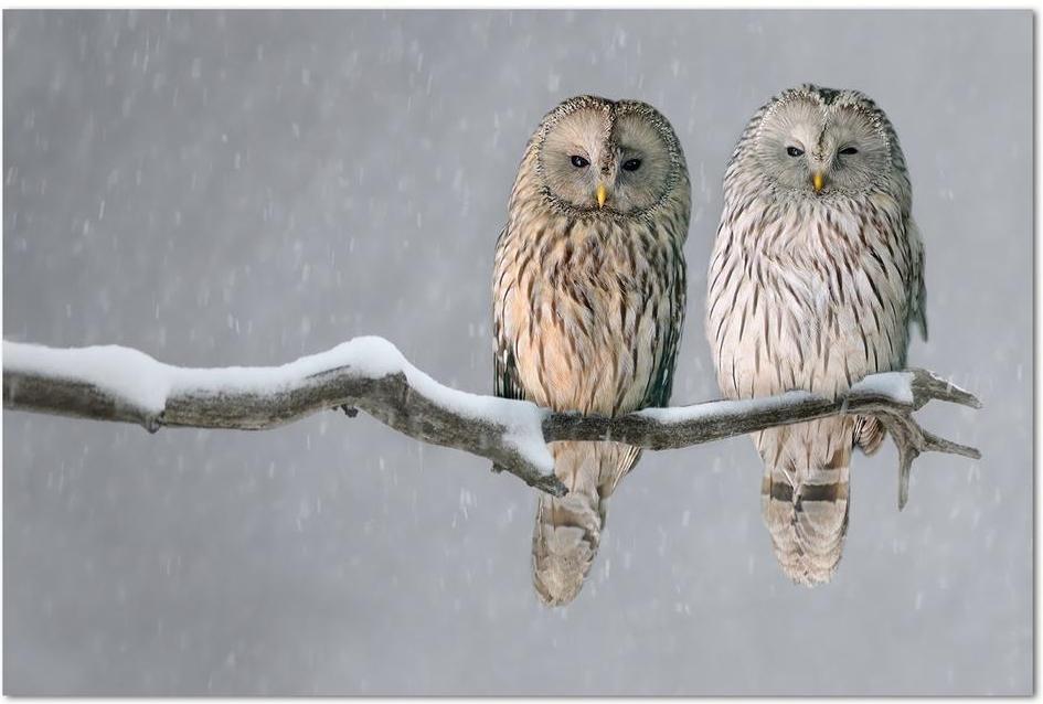 wall-art-print-canvas-poster-framed-A Pair Of Owls-by-Gioia Wall Art-Gioia Wall Art