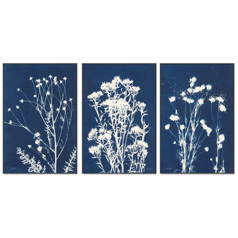 wall-art-print-canvas-poster-framed-Alpine Flowers, Style B, D & F, Set Of 3 , By Kathy Ferguson-GIOIA-WALL-ART
