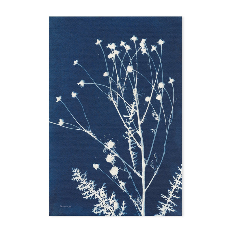 wall-art-print-canvas-poster-framed-Alpine Flowers, Style D & F, Set Of 2 , By Kathy Ferguson-GIOIA-WALL-ART
