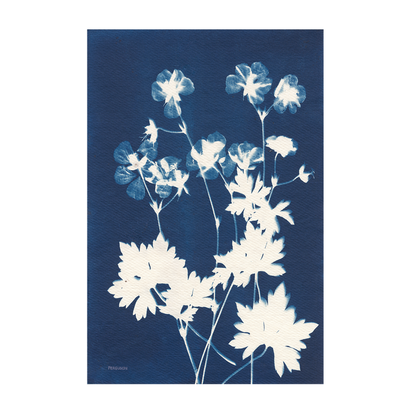 Alpine Flowers, Style E , By Kathy Ferguson