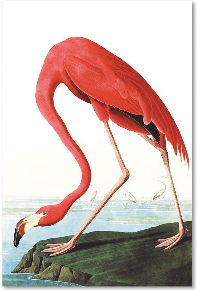 wall-art-print-canvas-poster-framed-American Flamingo By John James Audubon-by-Gioia Wall Art-Gioia Wall Art