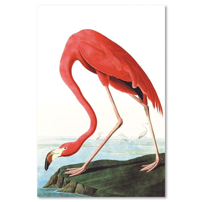 wall-art-print-canvas-poster-framed-American Flamingo By John James Audubon-by-Gioia Wall Art-Gioia Wall Art