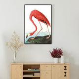 wall-art-print-canvas-poster-framed-American Flamingo By John James Audubon-by-Gioia Wall Art-Gioia Wall Art