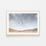 wall-art-print-canvas-poster-framed-Ancient Tree , By Kellie Morris-GIOIA-WALL-ART