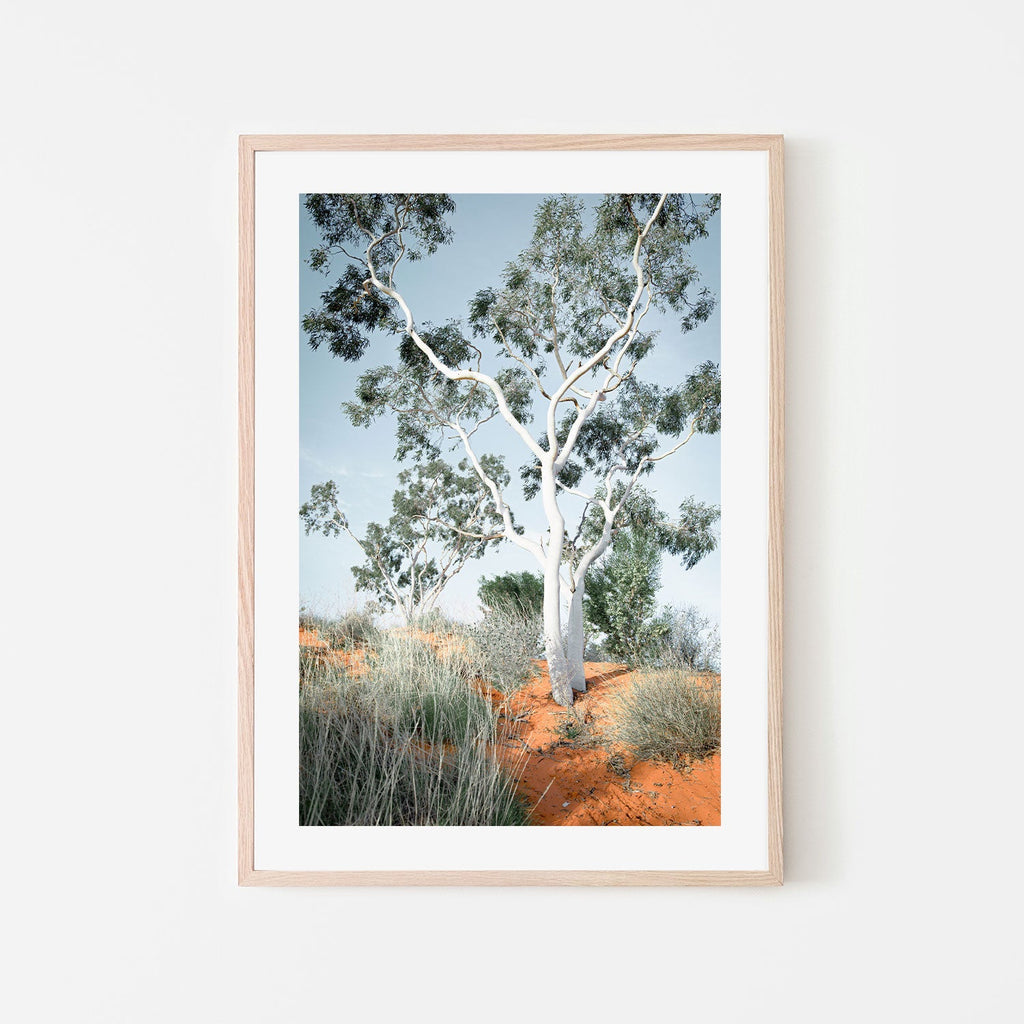 Australian Gum Tree Wall Art Print Framed Canvas Poster Gioia Wall Art