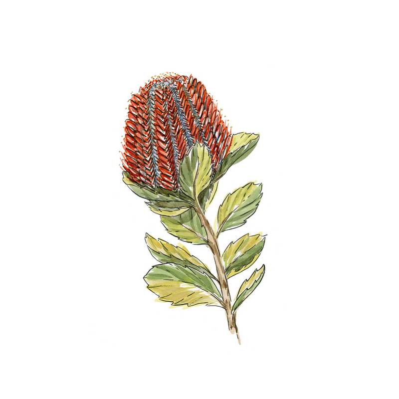 wall-art-print-canvas-poster-framed-Banksia Coccinea , By Jessie Mitchelson-GIOIA-WALL-ART
