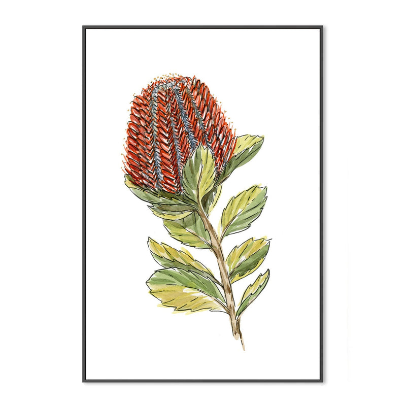 wall-art-print-canvas-poster-framed-Banksia Coccinea , By Jessie Mitchelson-GIOIA-WALL-ART