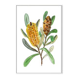 wall-art-print-canvas-poster-framed-Banksia Spinulosa , By Jessie Mitchelson-GIOIA-WALL-ART