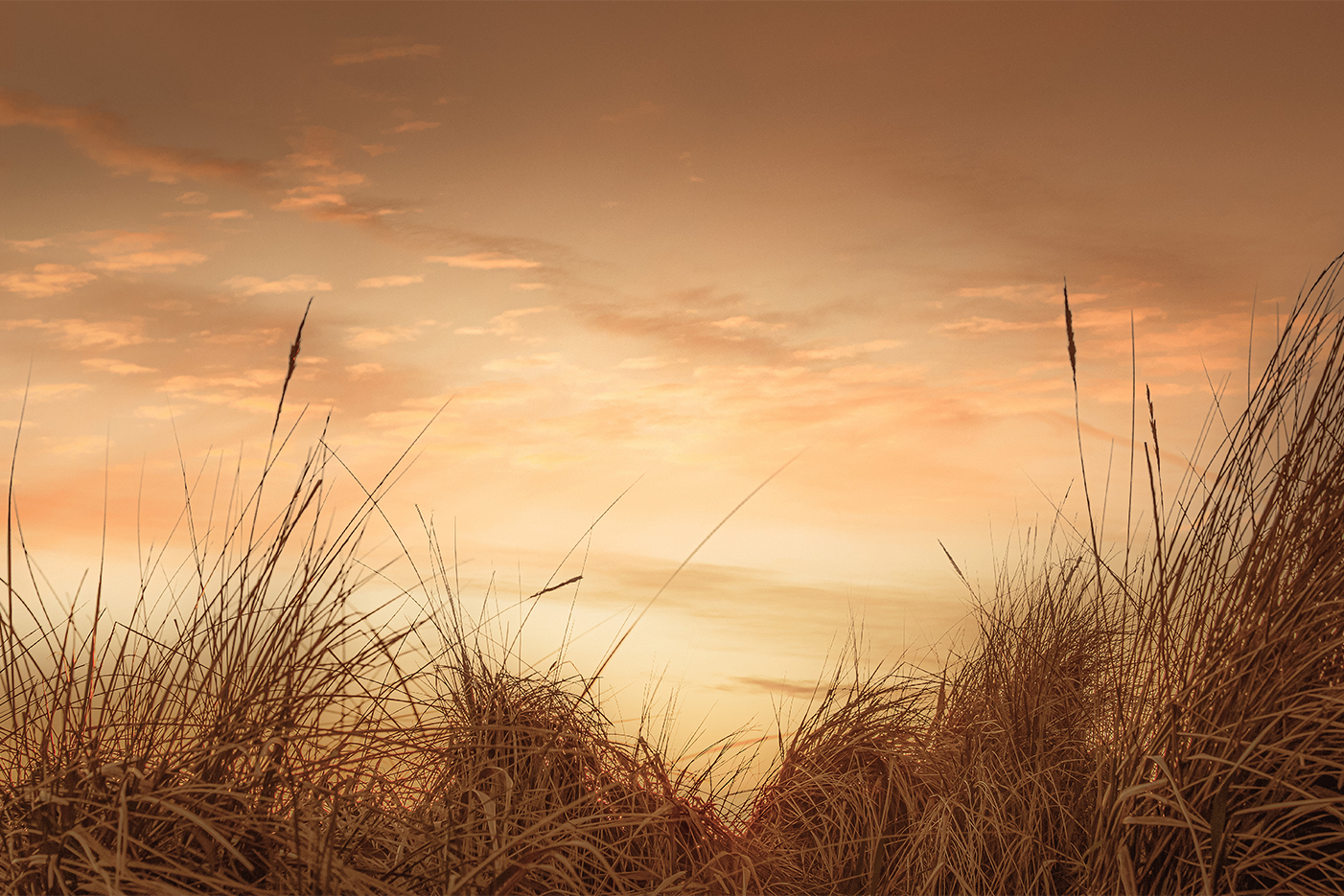 wall-art-print-canvas-poster-framed-Beach Grasses at Sunset-1