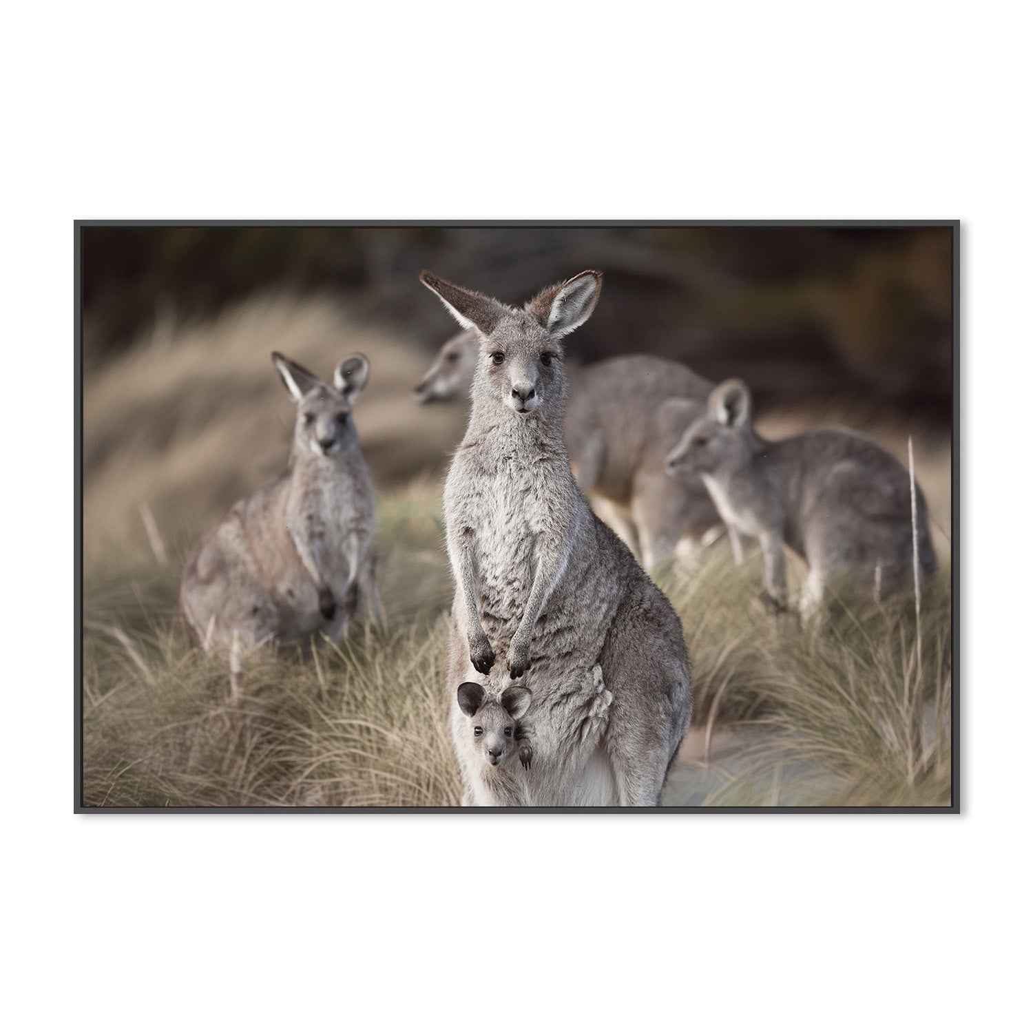 wall-art-print-canvas-poster-framed-Beach Roos , By Belinda Gerace-3